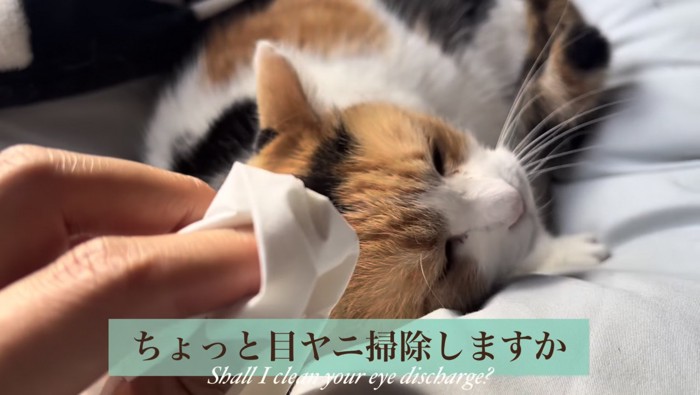 目やにを掃除しようとする主さん