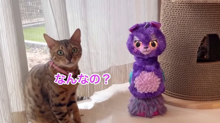 ロボットとピンク色の首輪の猫