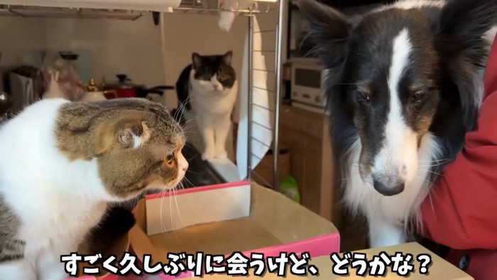 犬を見る2匹の猫