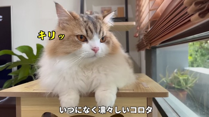 窓から外を見る猫