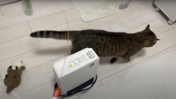 ヒーターから離れる猫