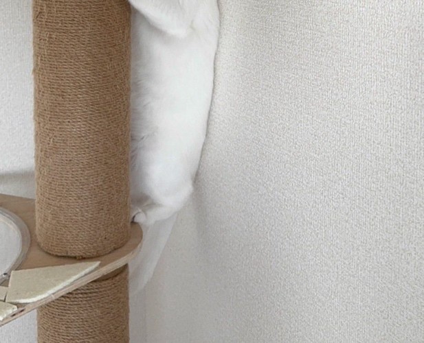 キャットタワーに登る猫
