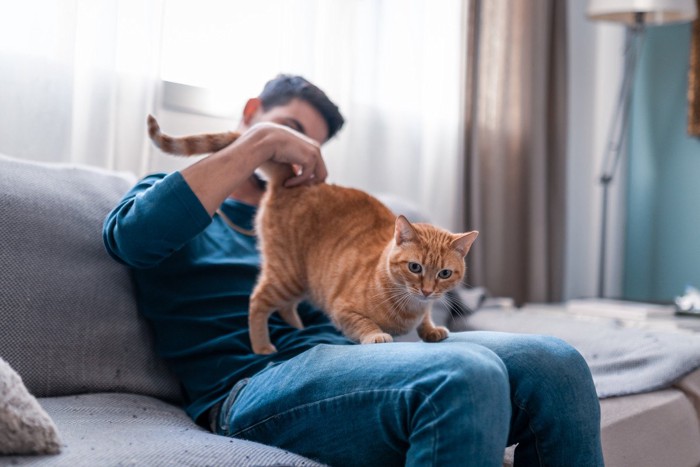 お尻を上げる猫と飼い主