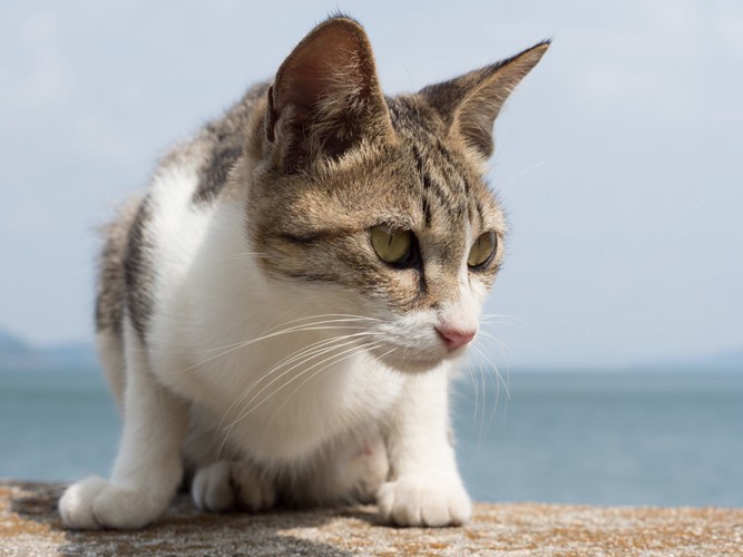 海辺の猫