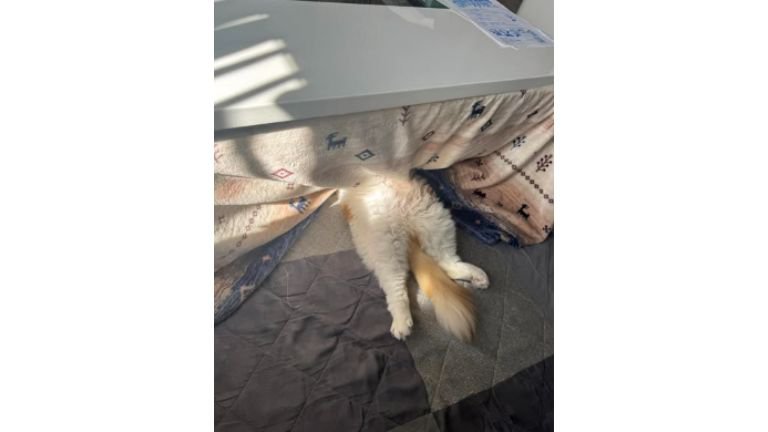 コタツで眠る猫