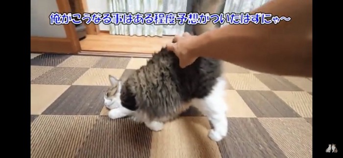 お尻を撫でられる猫