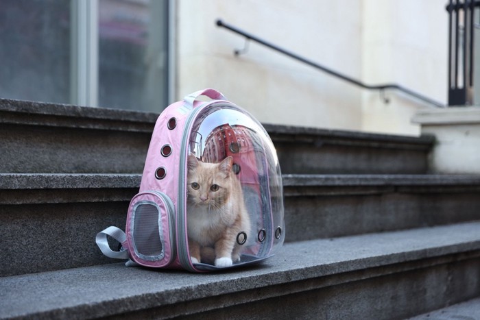リュックに入る猫