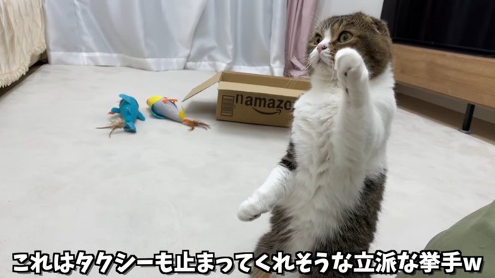 前足をあげる猫