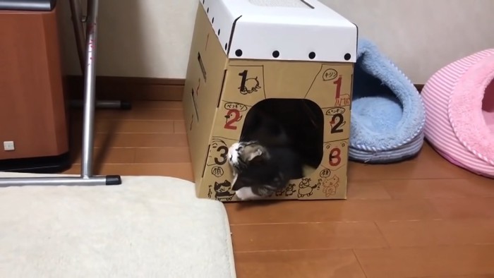 キャットハウスをかじる子猫