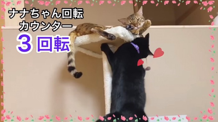 タワーの上の猫にスリスリする黒猫