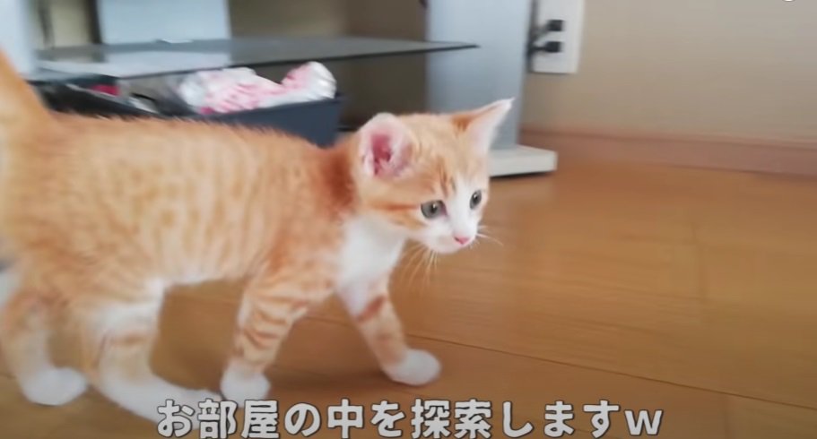 お部屋を歩く1匹の子猫