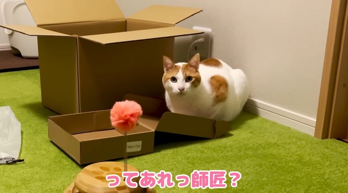 段ボールに座る猫