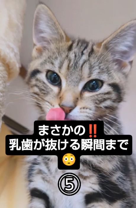 舌で鼻先をなめる猫