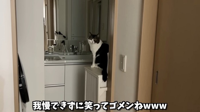 振り向く猫