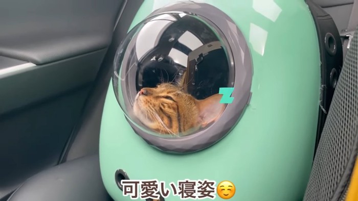 寝ている猫