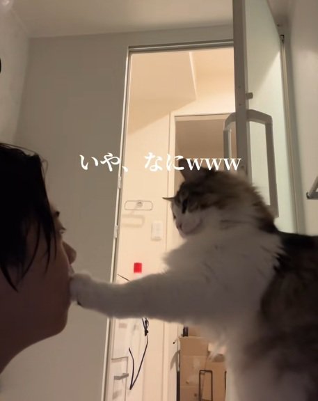 飼い主の口にさわるノルウェージャンフォレストキャット