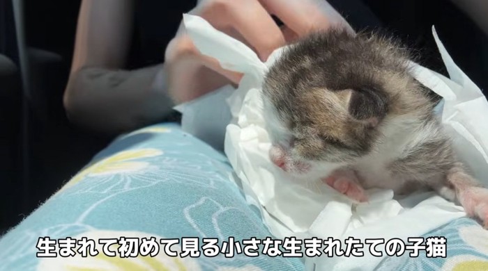 クッションの上にいる子猫