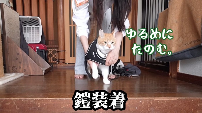 ハーネスをつける猫