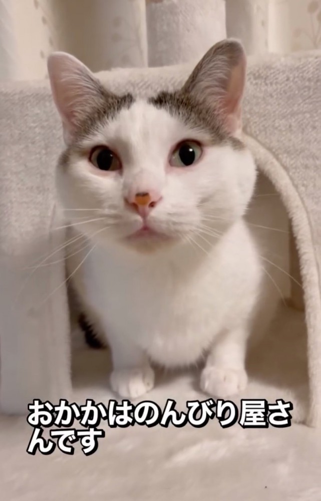 おかかちゃん