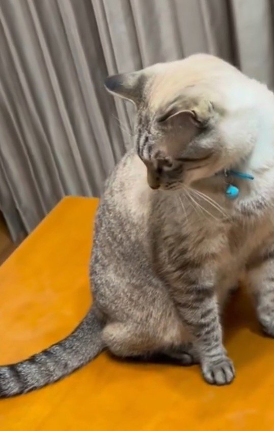 子猫を見つめる先住猫