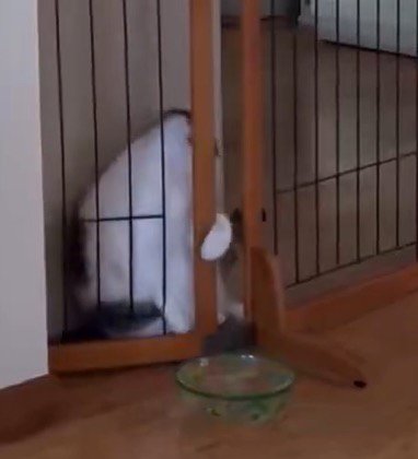 柵から落ちた衝撃で尻もちをつく猫