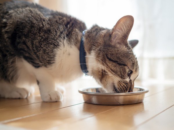 キャットフードを食べる猫