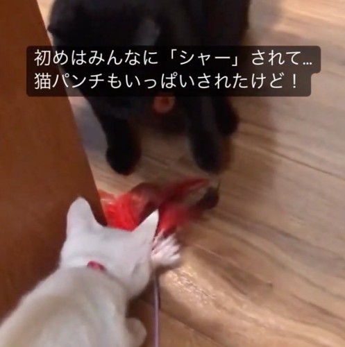 警戒されて猫パンチされることも…