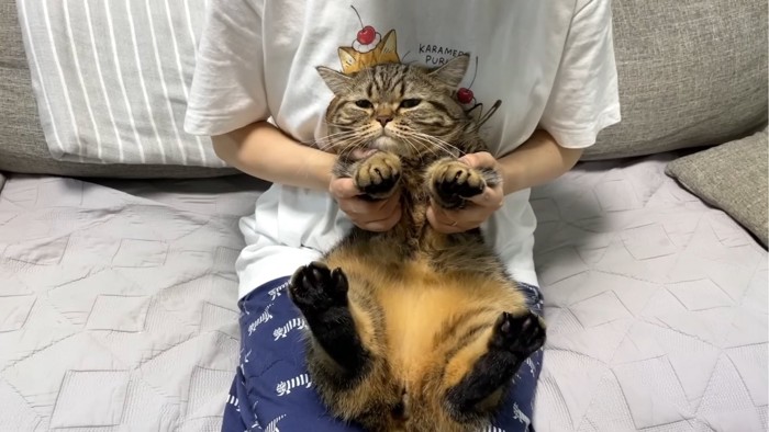 抱っこされる猫