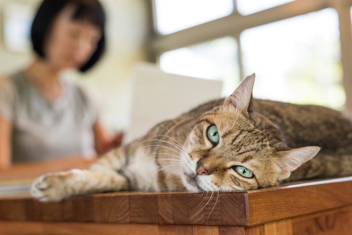 テーブルの上で寝転ぶ猫とパソコンをしている女性