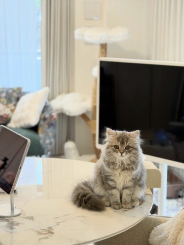 テーブルの上に座ってジッとしている猫