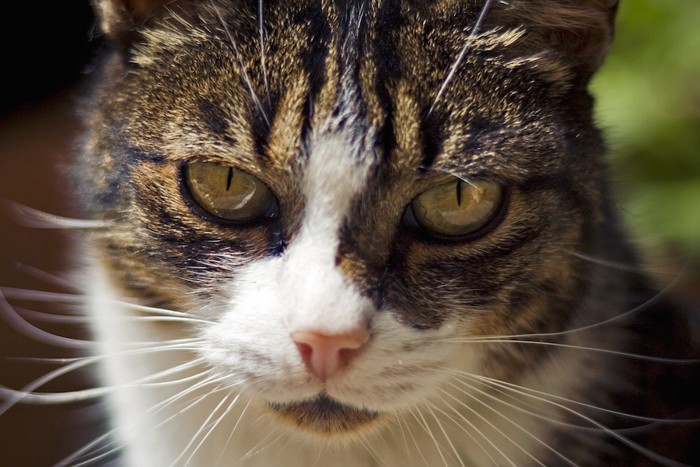 鋭い視線で見つめる猫