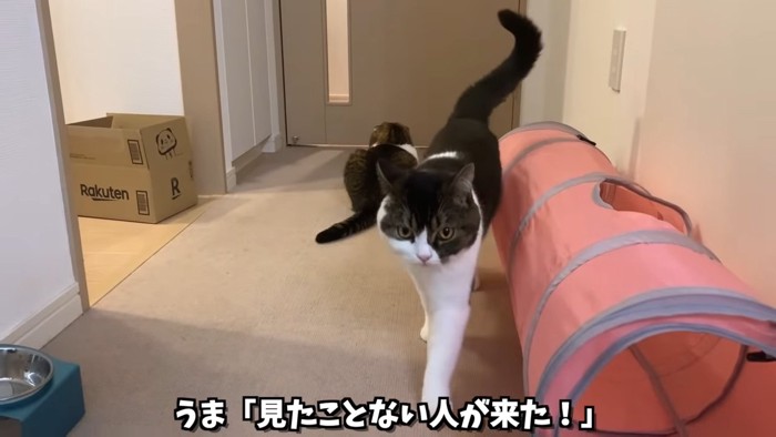 歩いてくる猫と座っている猫