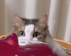 猫型ゼリーから離れようとする猫