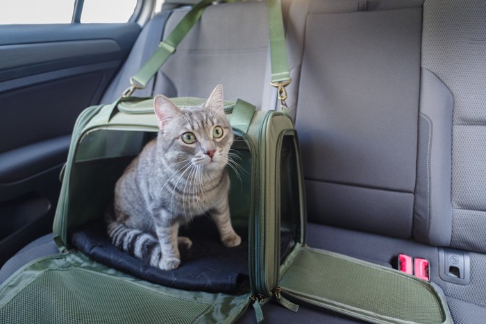 車の中のキャリーから顔を出す猫