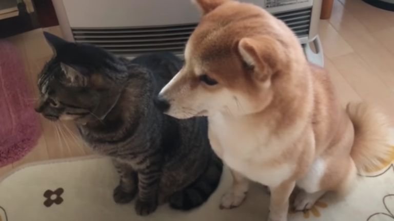 同じ方向を見ている猫と犬