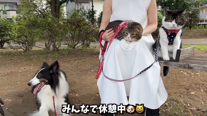 犬とベンチに座る猫