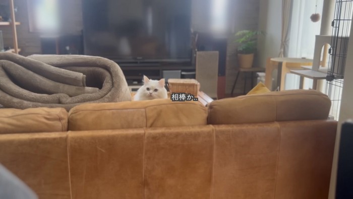 息子さんだとわかったシロちゃん