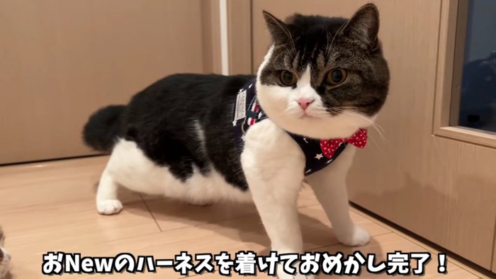 ハーネスをつけて立つ猫