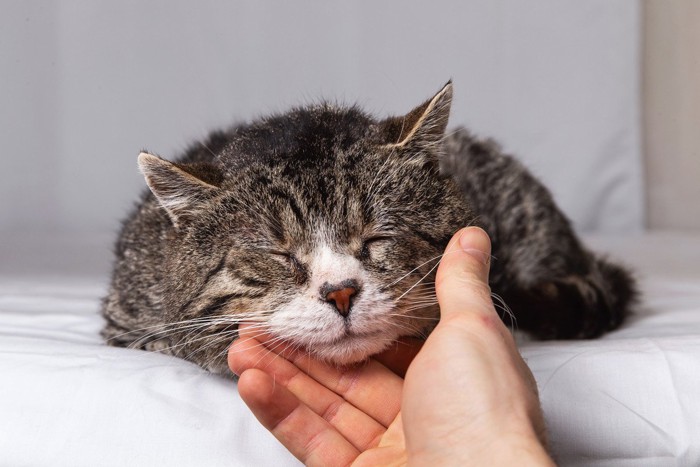 老猫をなでる手