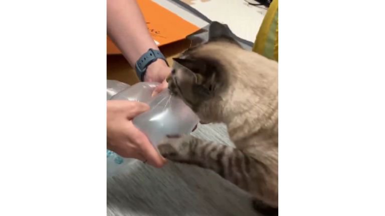 猫とエア梱包材