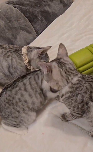 ローラーで遊んでいる3匹の猫