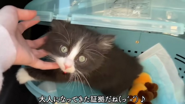 猫の目の色