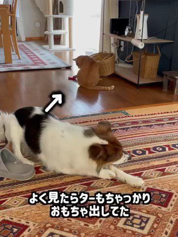 おもちゃを触る猫