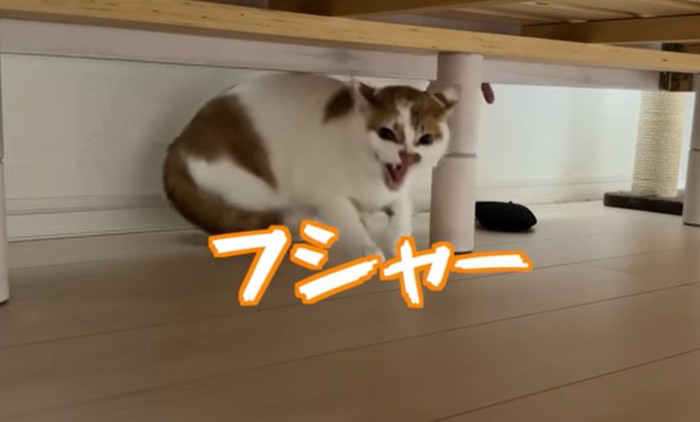 猫の様子