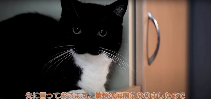 箱から出た猫