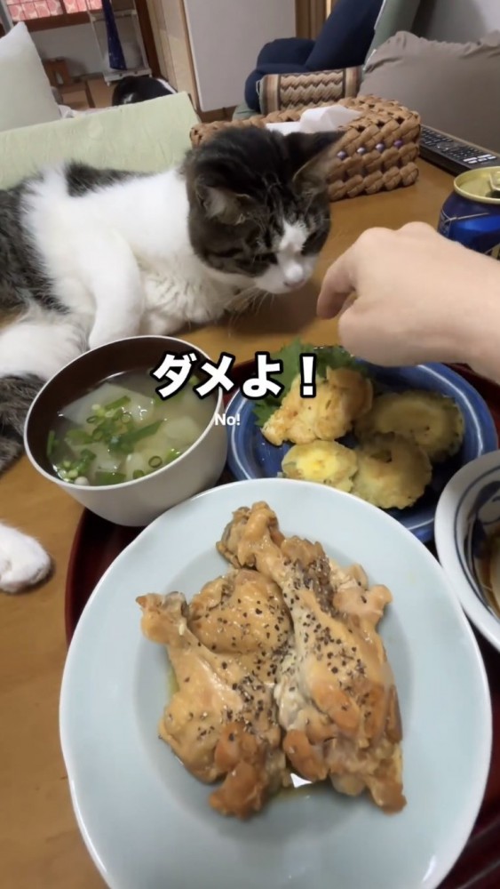 食卓で寝転がる猫