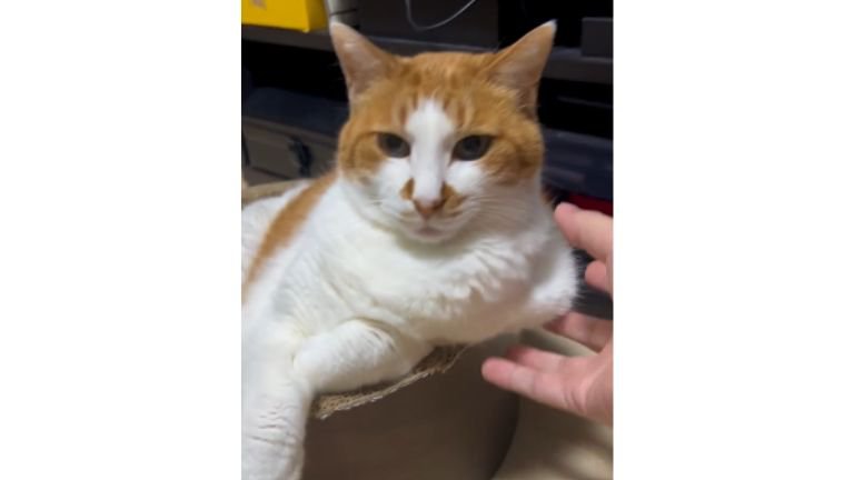 室内にいる猫