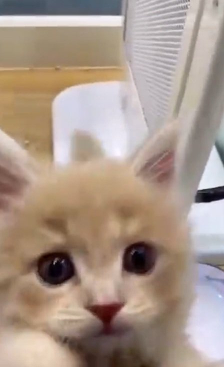 ショーケースの中から正面を見ている子猫