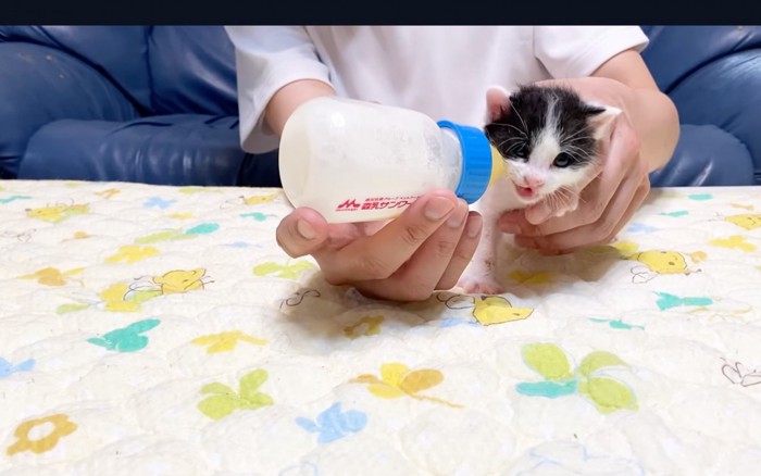 飲み干す猫