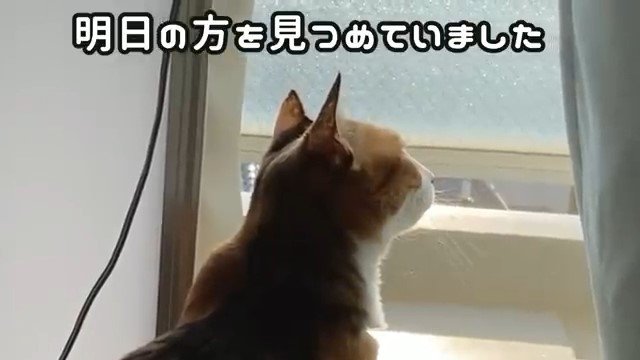 窓の外を見る猫